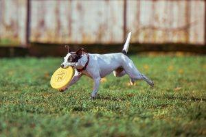 3 Fun Dog Parks for Your Pup in McGregor, TX